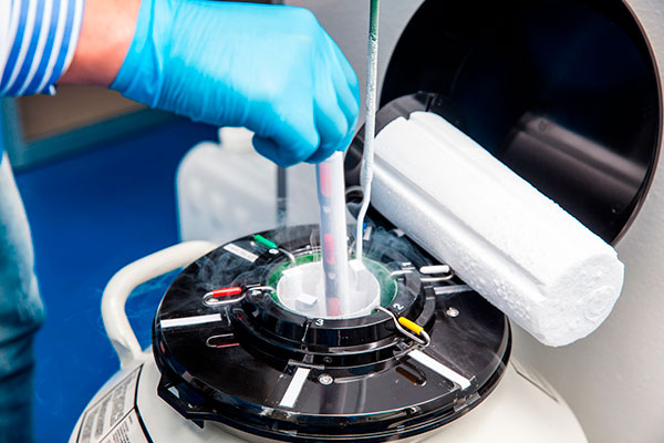 embryo shiping